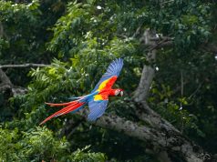 Pura Vida Redefined: Your Ultimate Guide to Sustainable Travel in Costa Rica’s Osa Peninsula Pura Vida Redefined Your Ultimate Guide to Sustainable Travel in Costa Rica’s Osa Peninsula